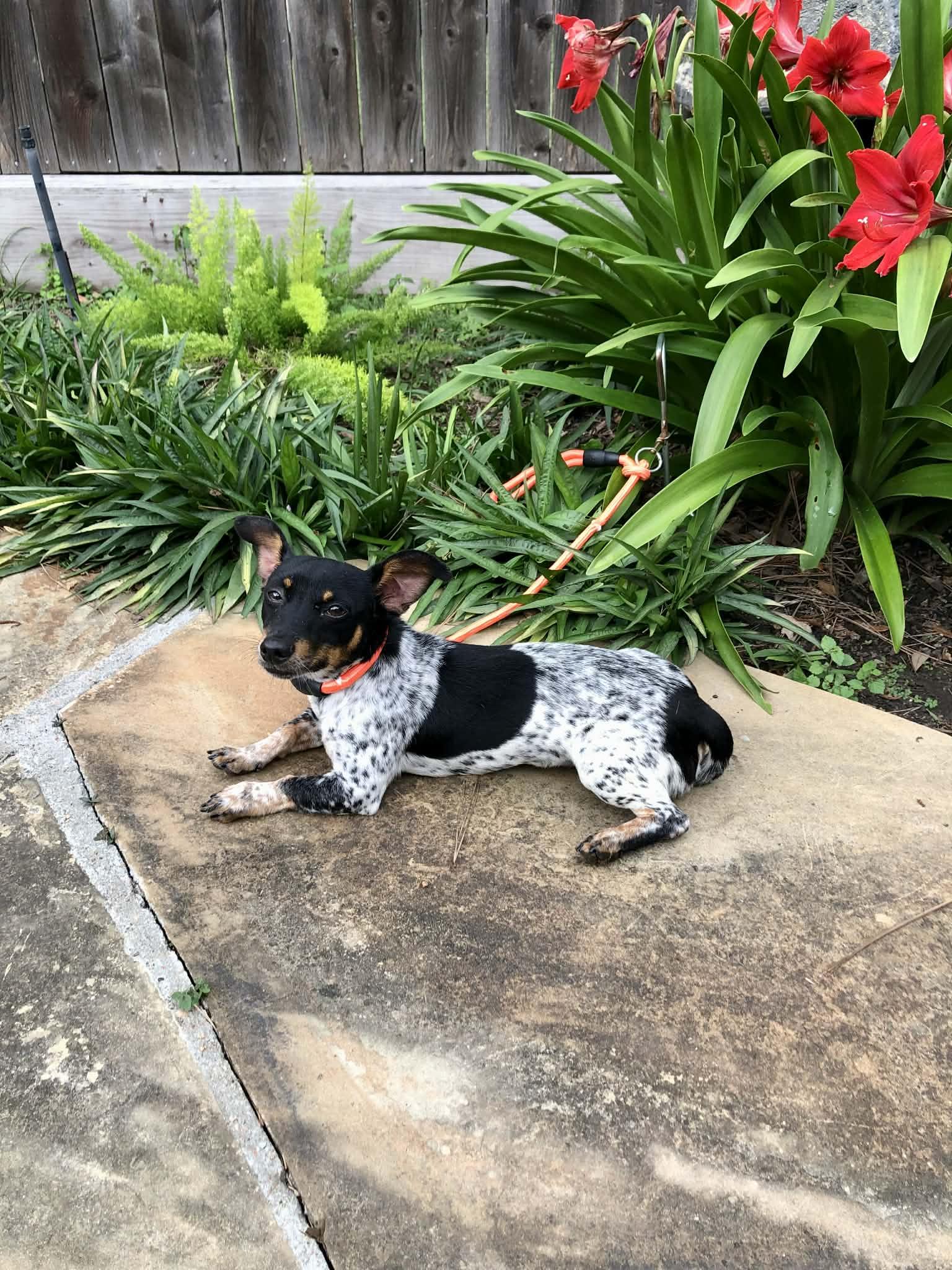 Enlarge Elvis, an adopted mixed breed in Marlborough, MA image 4/6