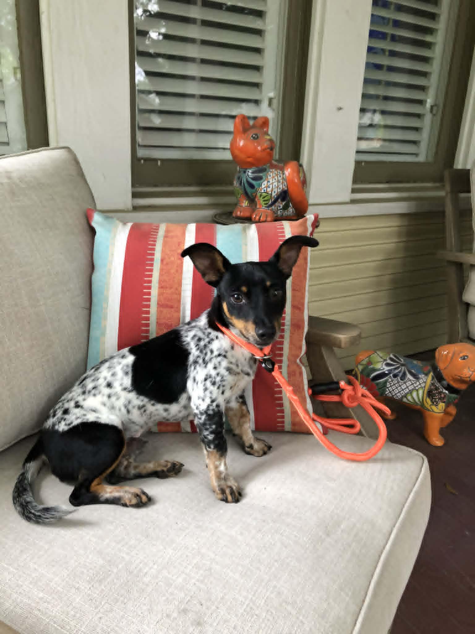 Enlarge Elvis, an adopted mixed breed in Marlborough, MA image 2/6