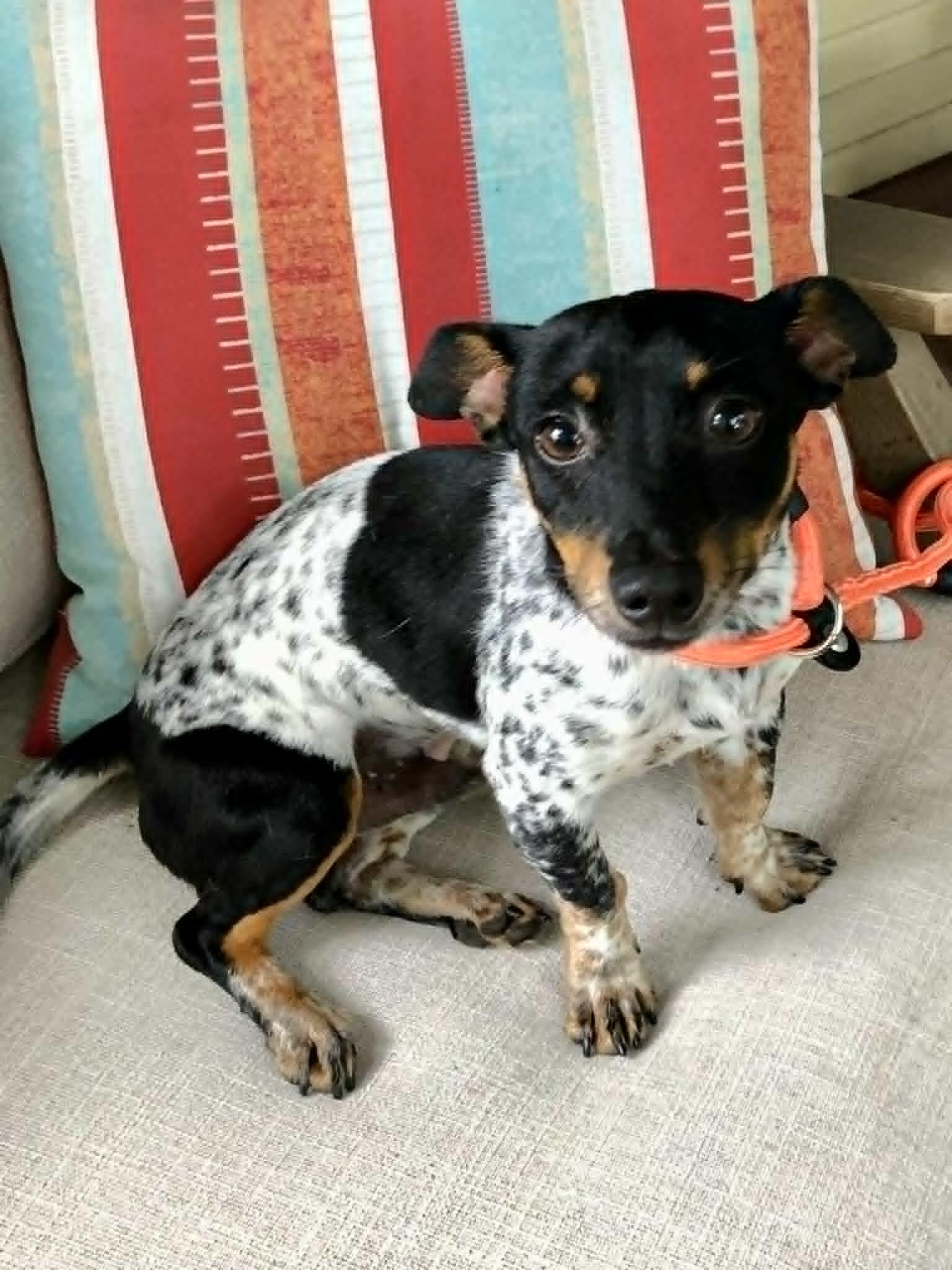 Enlarge Elvis, an adopted mixed breed in Marlborough, MA image 3/6