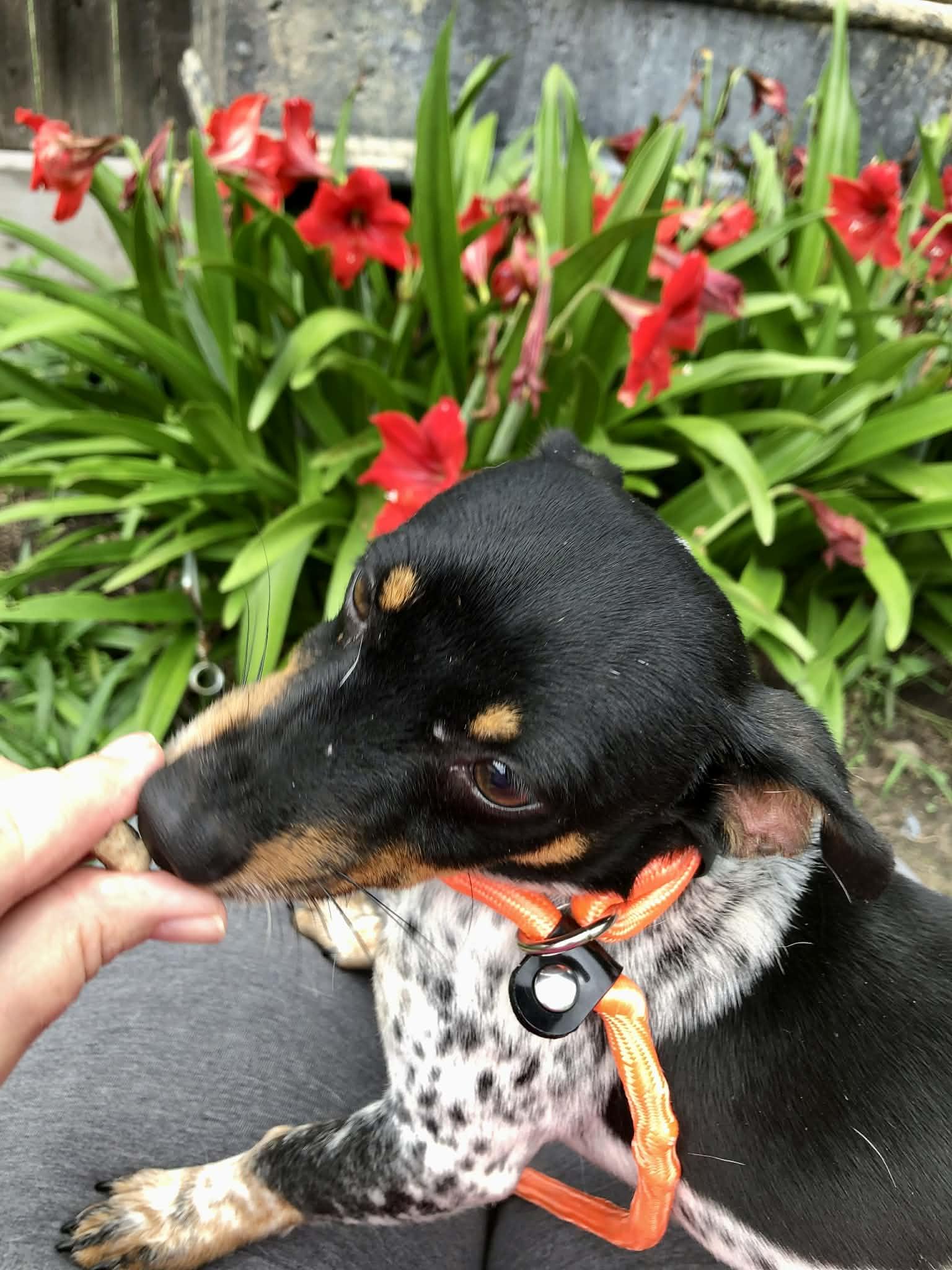 Enlarge Elvis, an adopted mixed breed in Marlborough, MA image 6/6