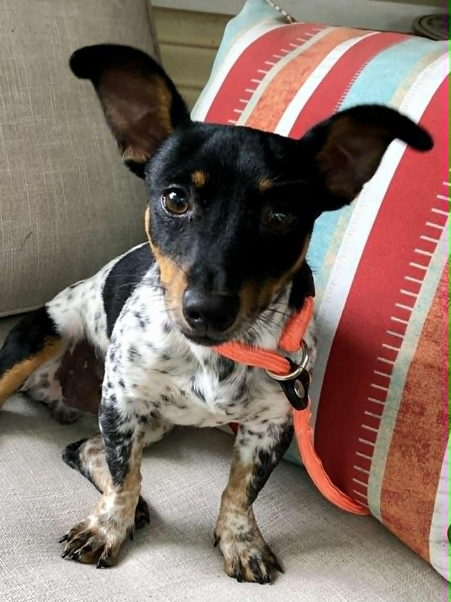 Enlarge Elvis, an adopted mixed breed in Marlborough, MA image 1/6
