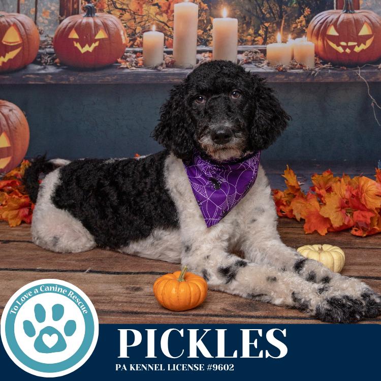 Pickles (Mom to Pickle's Condiments) 101125, Adoptable, Adult Female Poodle.