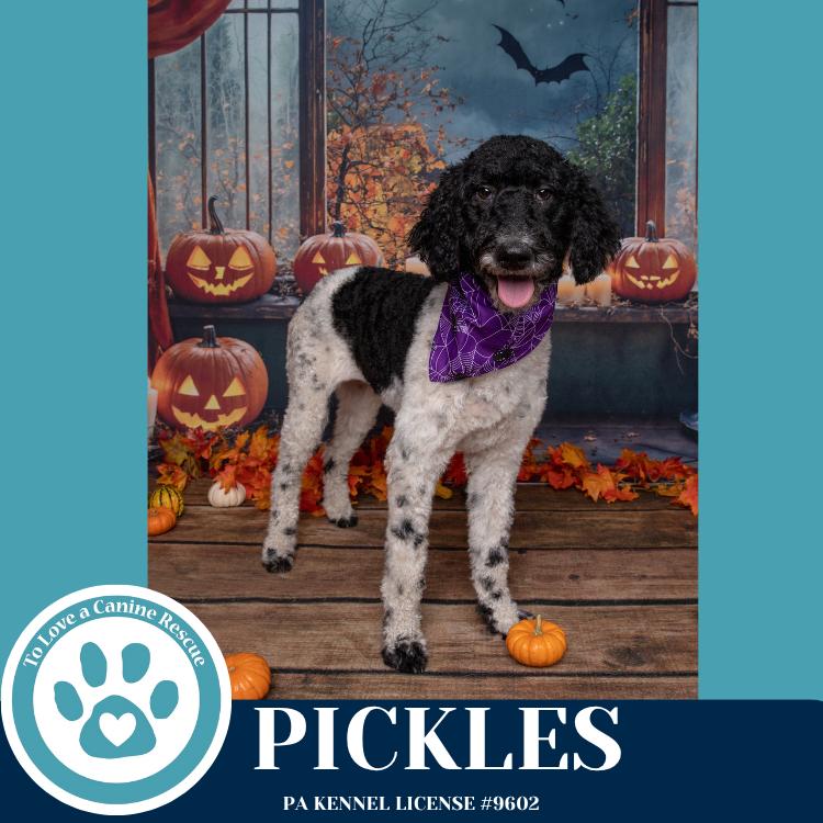 Pickles thumbnail 3