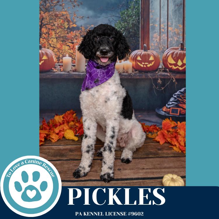 Enlarge Pickles (Mom to Pickle's Condiments) 101125, a Adoptable mixed breed in Kimberton, PA image 5/6