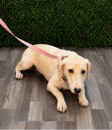 Blake, Adoptable, Adult Male English Coonhound & Mixed Breed.
