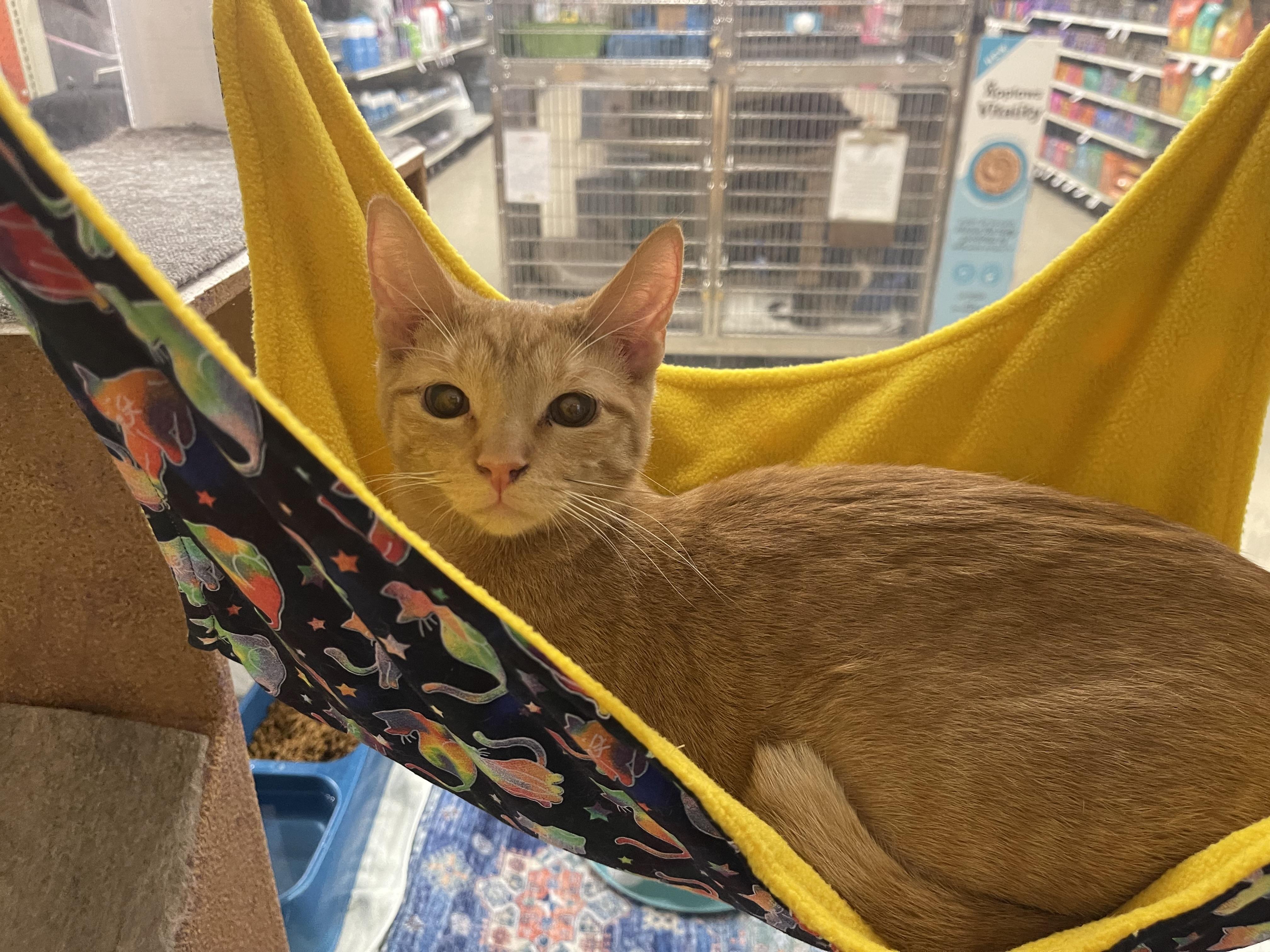 Enlarge Fanta, an adopted Domestic Short Hair in Highland, IN image 1/2