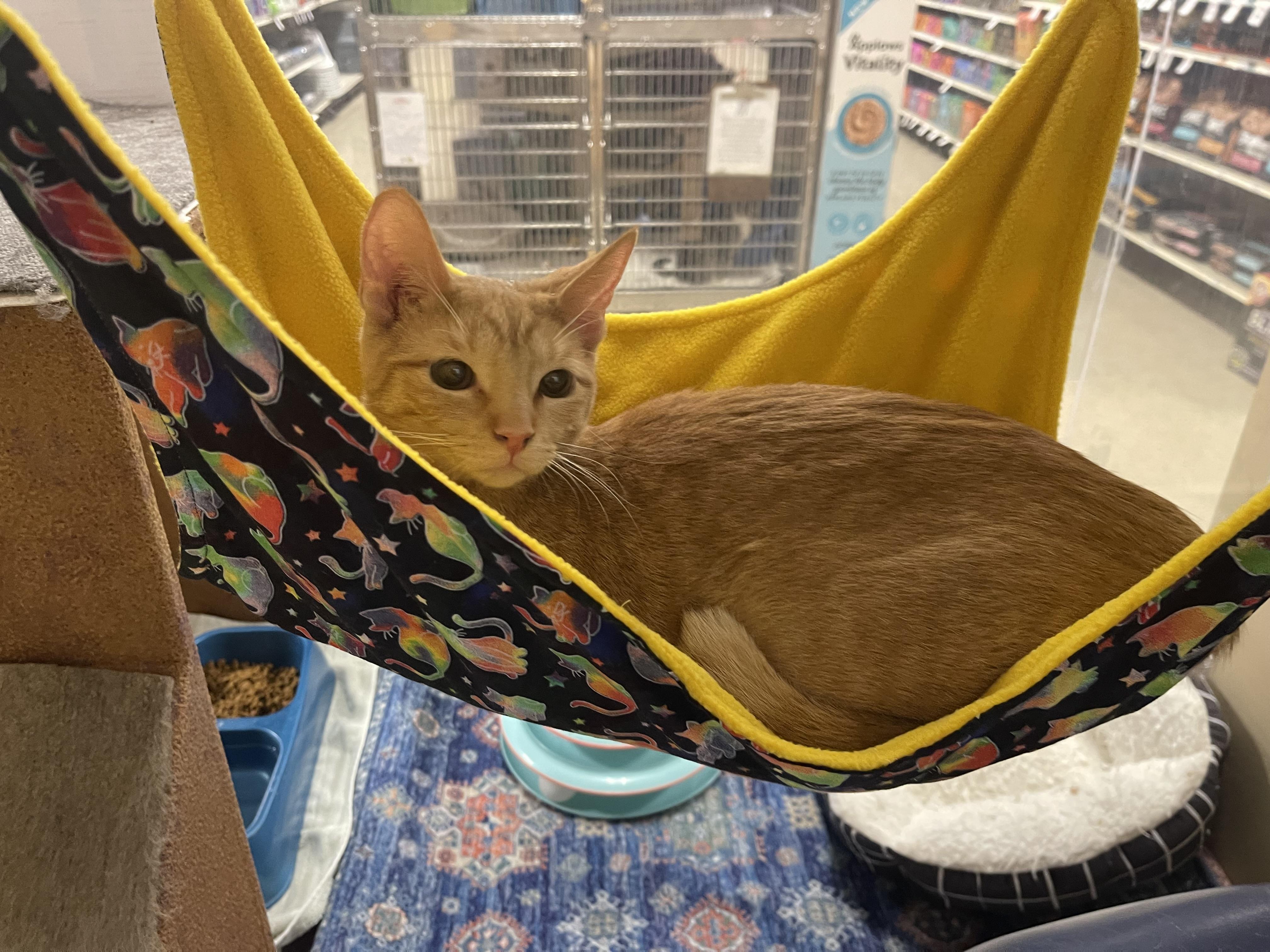 Enlarge Fanta, an adopted Domestic Short Hair in Highland, IN image 2/2