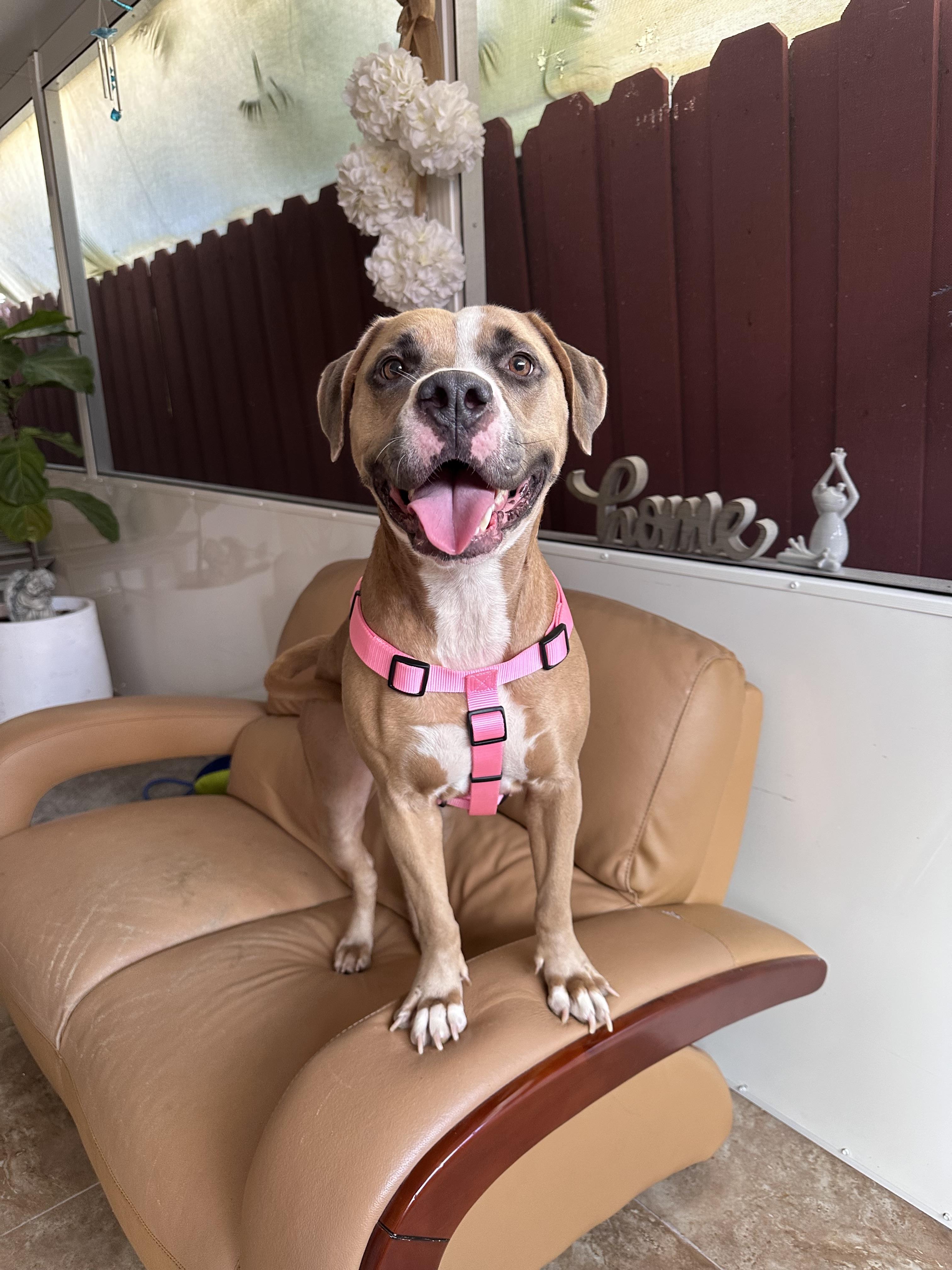 Stella, Adoptable, Young Female Boxer & Pit Bull Terrier.