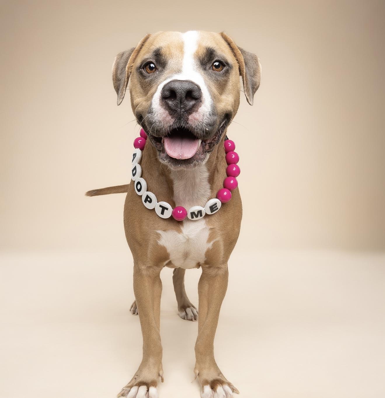 Stella, a Adoptable mixed breed in North Miami, FL image 2/6