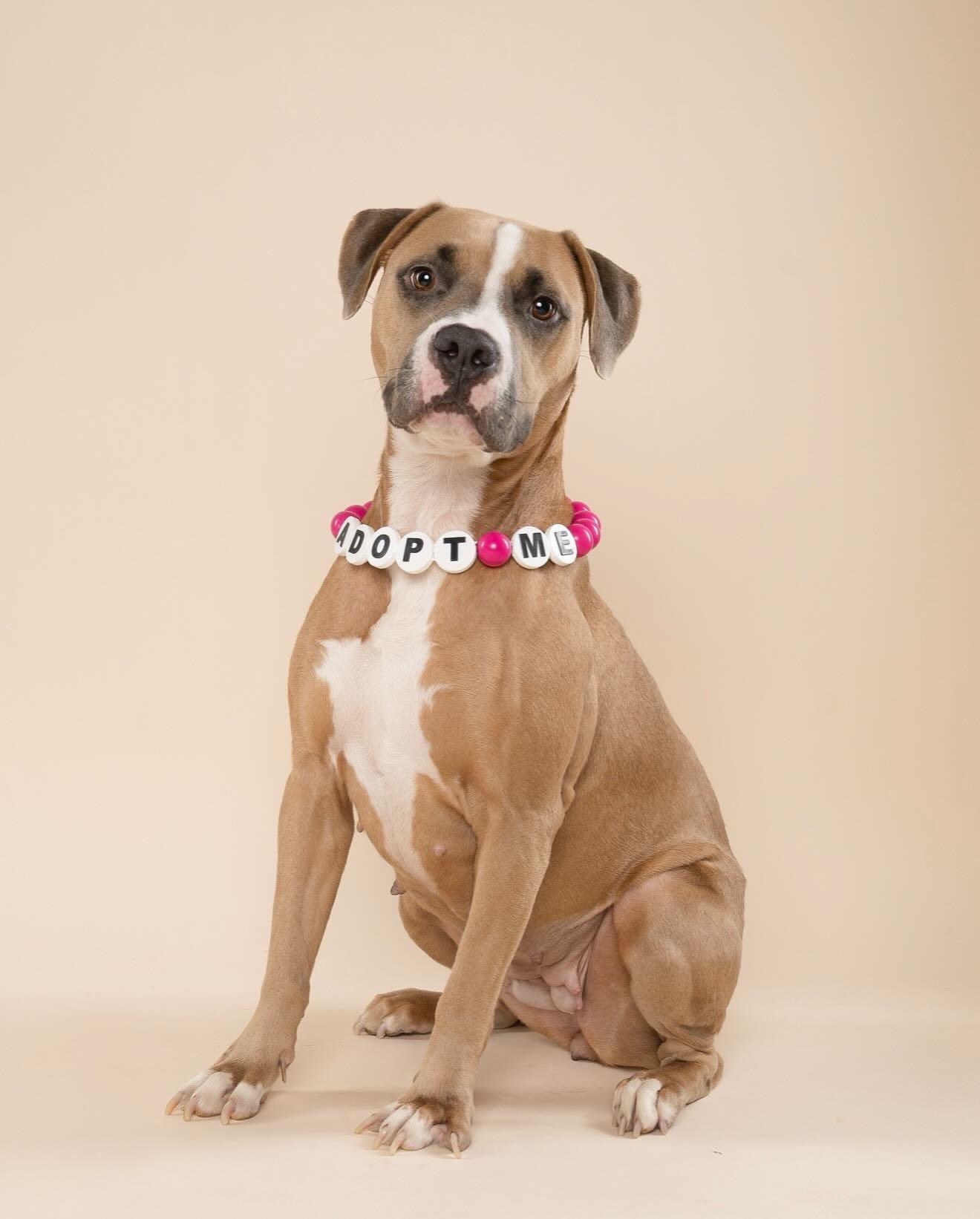 Stella, a Adoptable mixed breed in North Miami, FL image 3/6