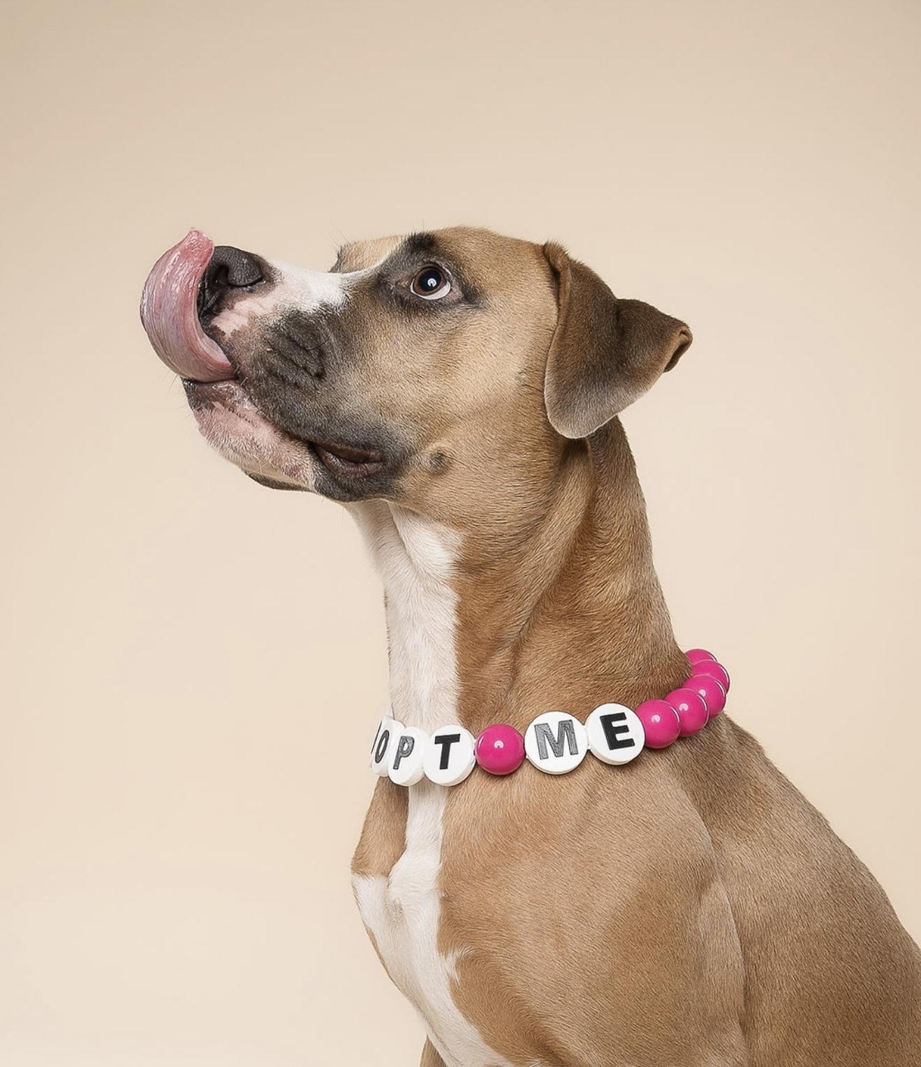 Stella, a Adoptable mixed breed in North Miami, FL image 4/6