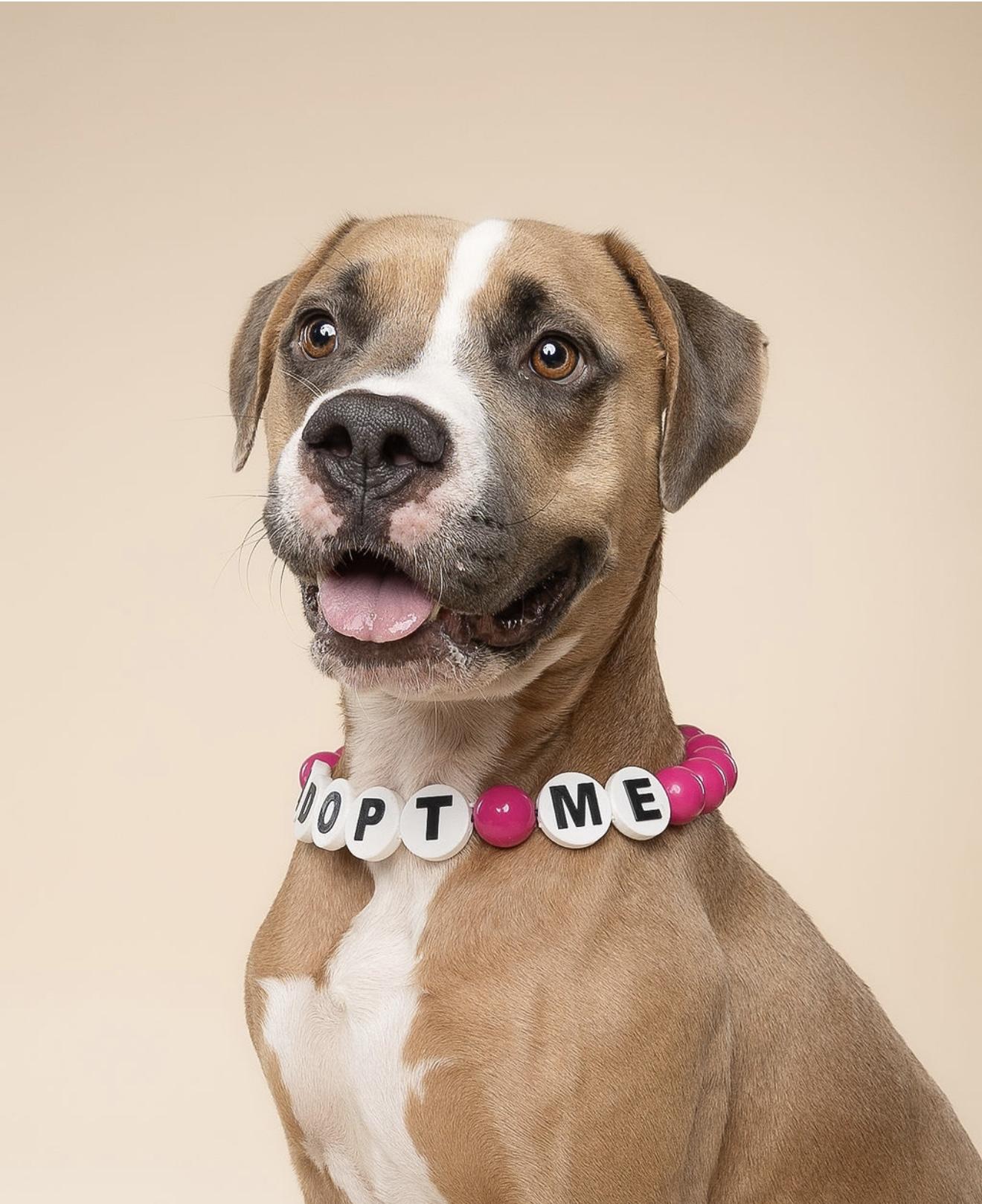 Stella, a Adoptable mixed breed in North Miami, FL image 5/6