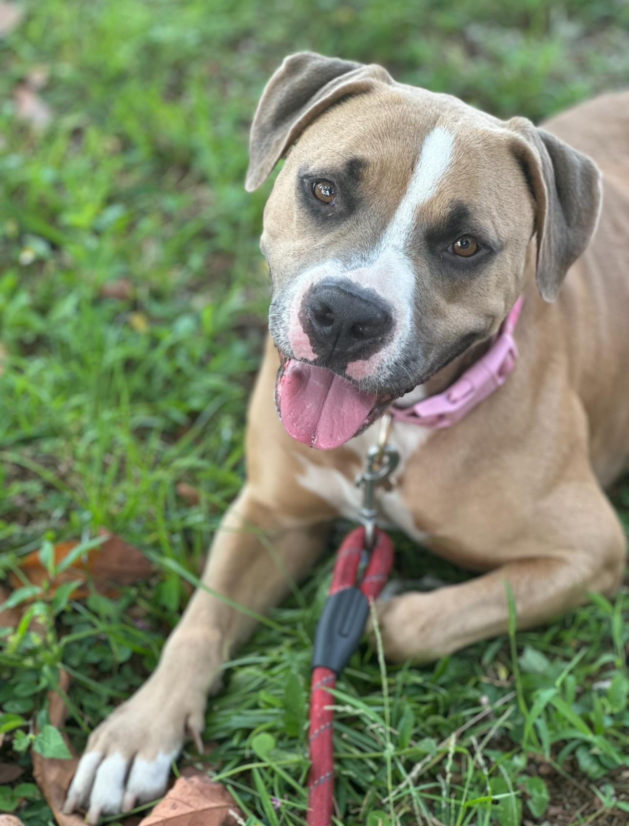 Stella, a Adoptable mixed breed in North Miami, FL image 6/6