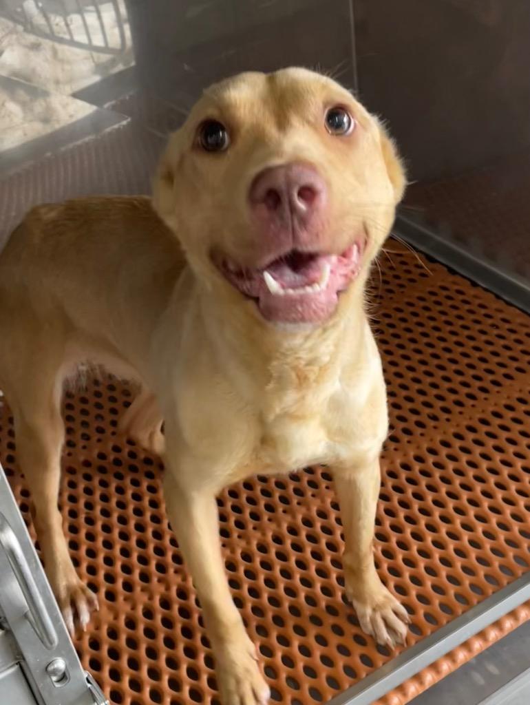 Minnow, Adoptable, Puppy Female Mixed Breed.