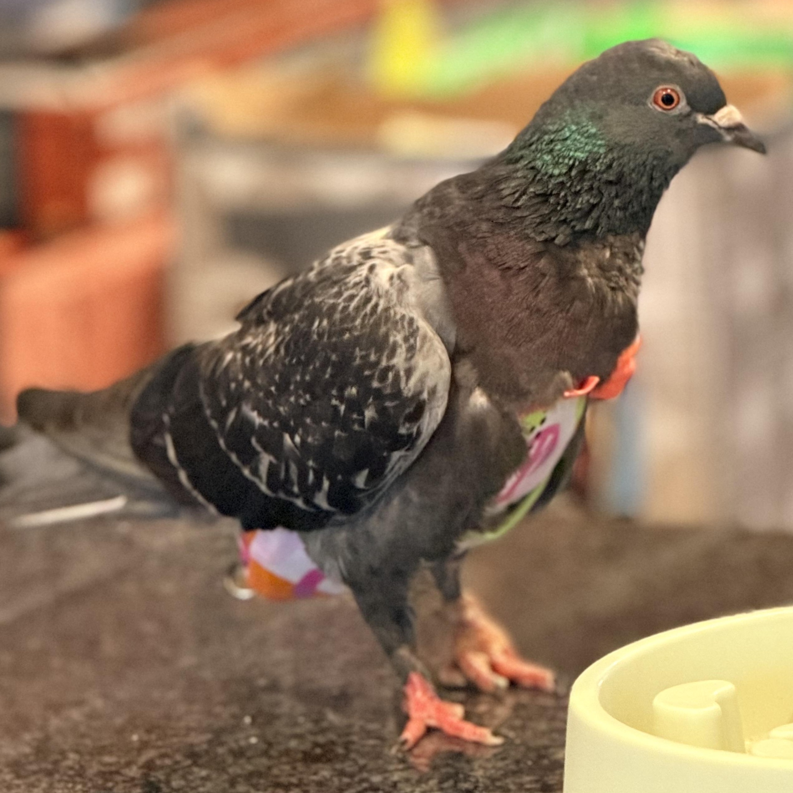 Challonet, a ADOPTABLE Pigeon in Chicago, IL image 3/4
