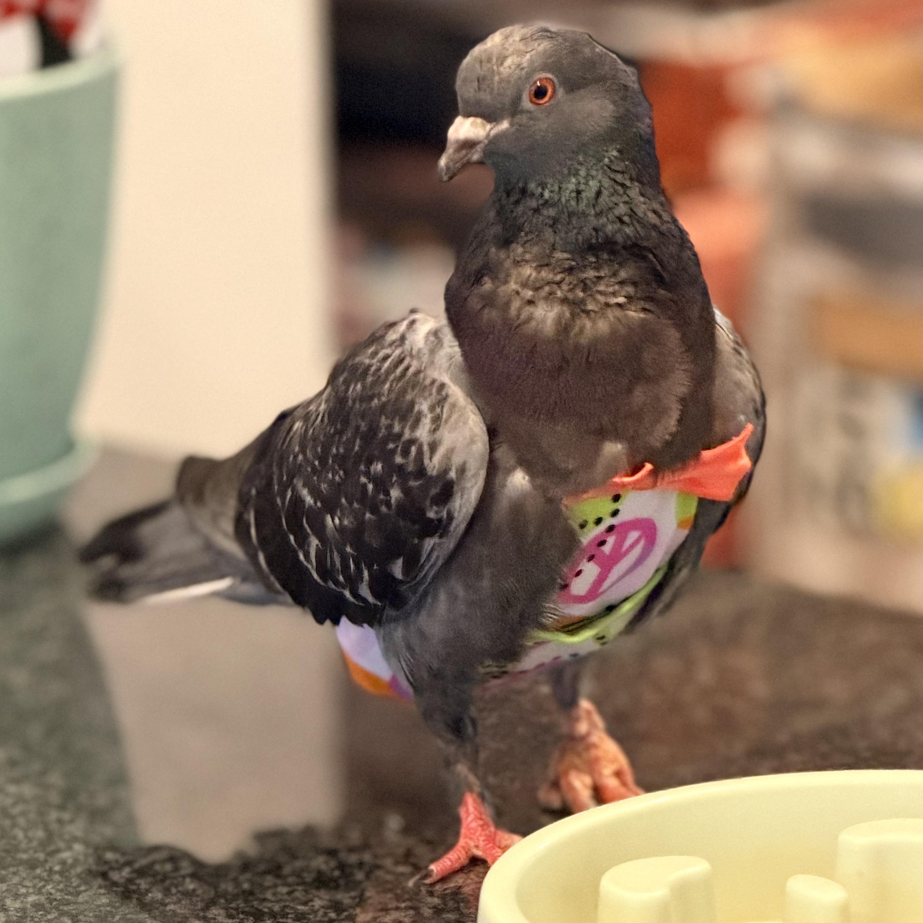 Challonet, a ADOPTABLE Pigeon in Chicago, IL image 2/4