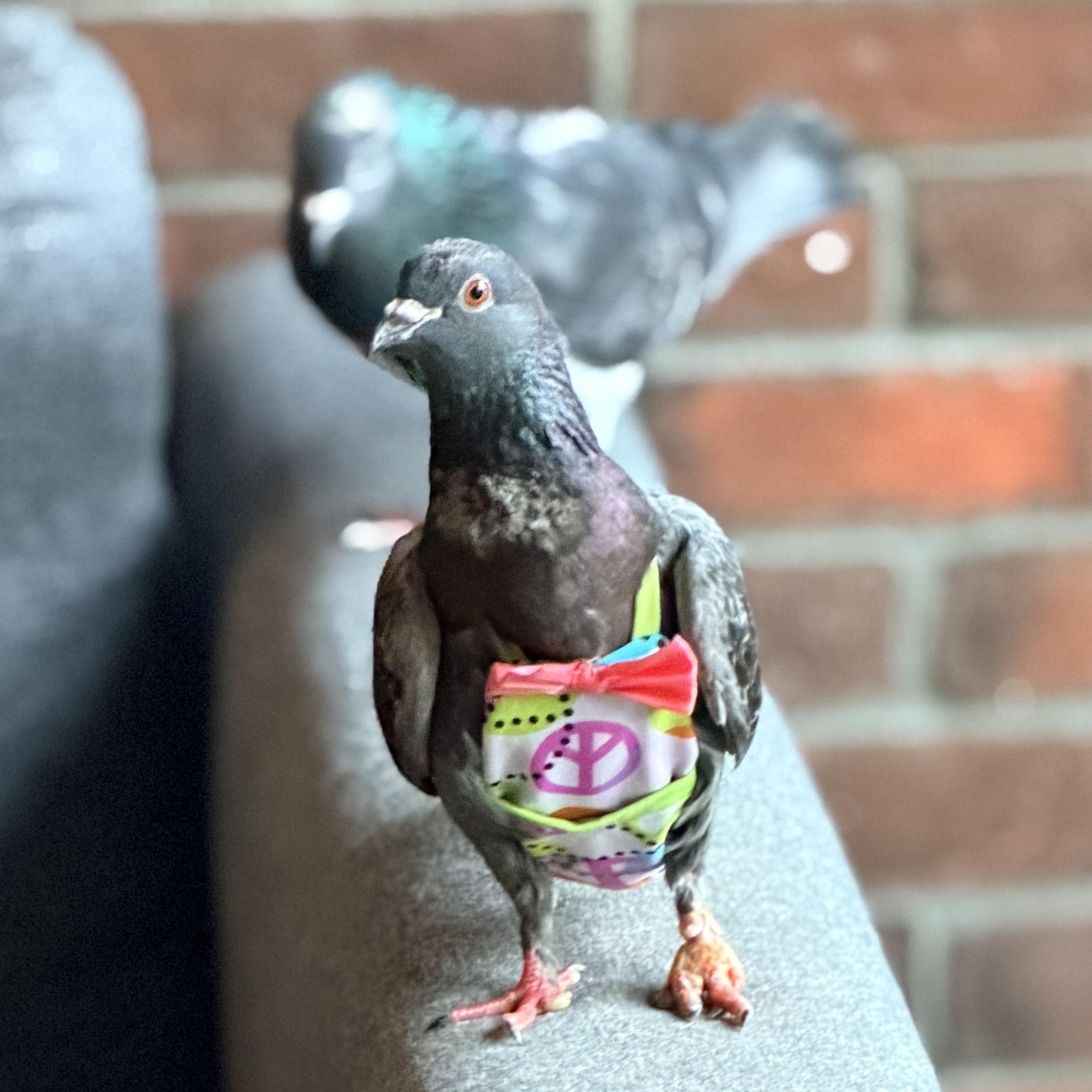 Challonet, a ADOPTABLE Pigeon in Chicago, IL image 1/4