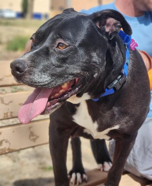 CAMMY, Adoptable, Senior Female Pit Bull Terrier & Mixed Breed.