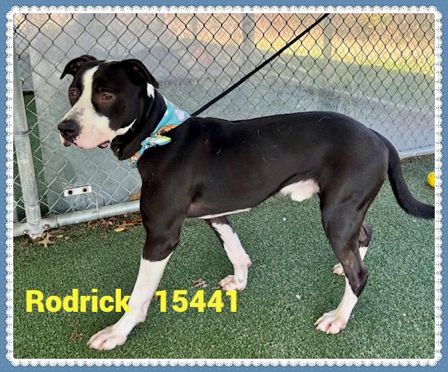 Enlarge RODRICK, a ADOPTABLE mixed breed in Marietta, GA image 1/6