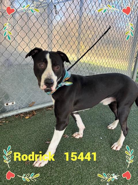 Enlarge RODRICK, a ADOPTABLE mixed breed in Marietta, GA image 2/6