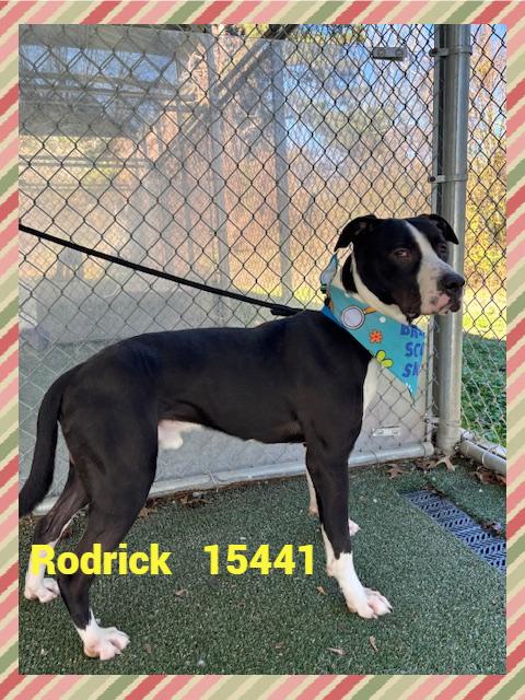 Enlarge RODRICK, a ADOPTABLE mixed breed in Marietta, GA image 4/6