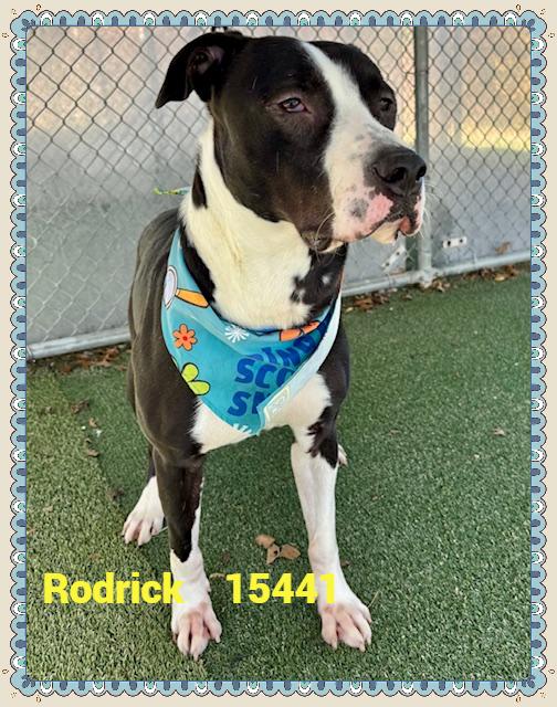 Enlarge RODRICK, a ADOPTABLE mixed breed in Marietta, GA image 6/6