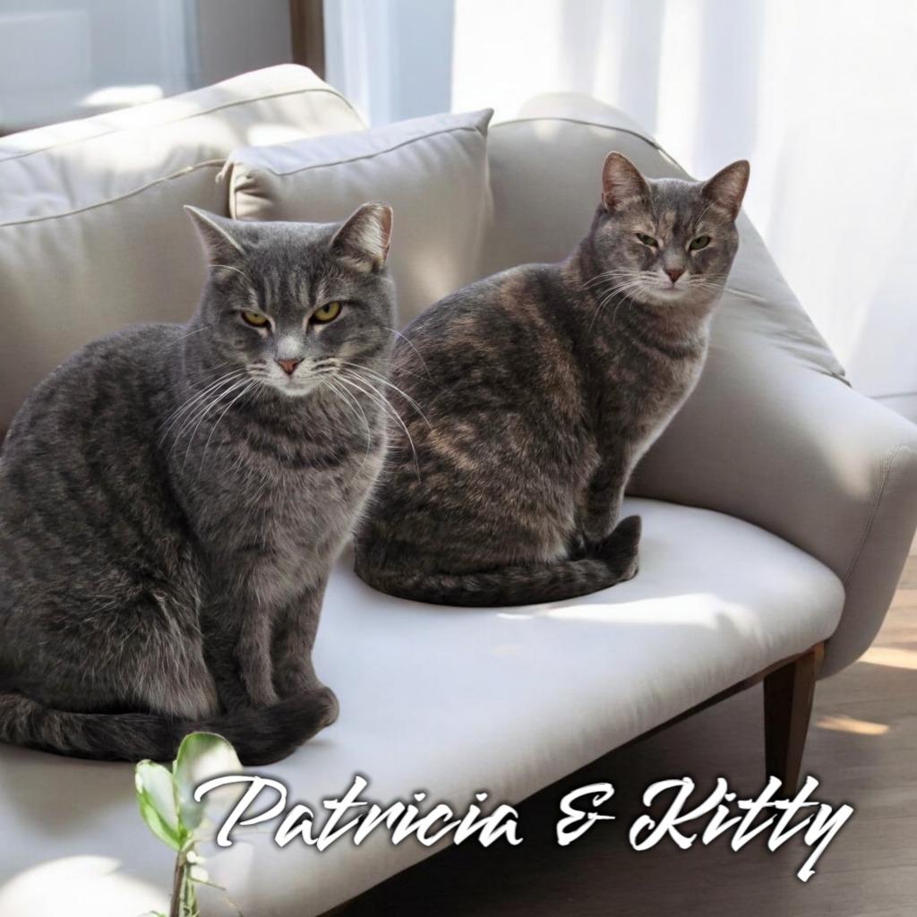 Enlarge Kitty (Foreman), a Adoptable mixed breed in Port Clinton, OH image 1/4