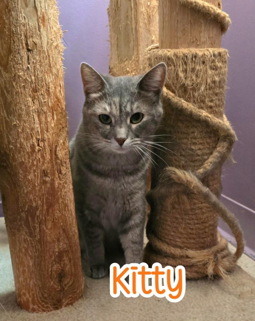 Enlarge Kitty (Foreman), a Adoptable mixed breed in Port Clinton, OH image 3/4