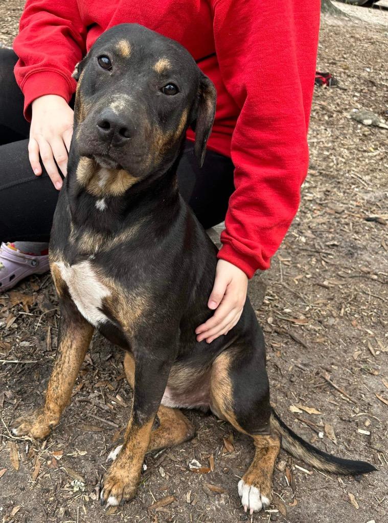 Bobby, Adoptable, Adult Male Hound & Mixed Breed.