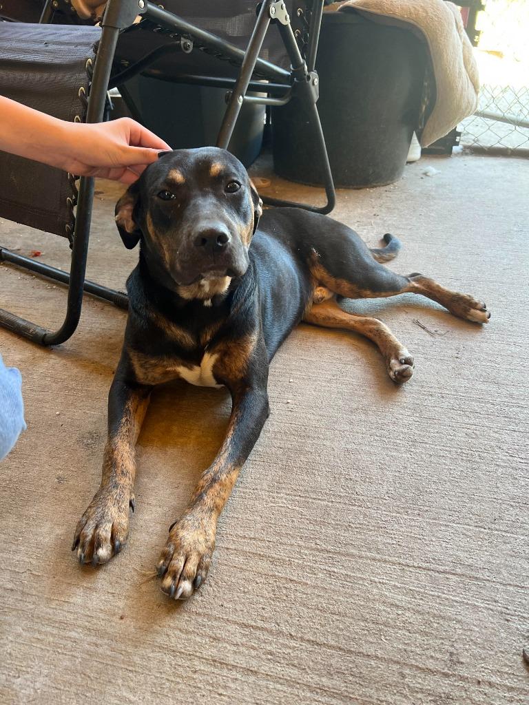 Enlarge Bobby, a Adoptable mixed breed in Waynesville, GA image 2/6