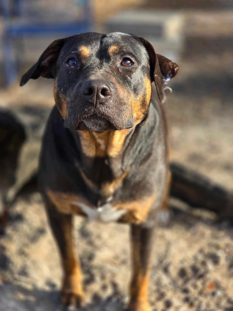 Bobby, Adoptable, Adult Male Hound & Mixed Breed.