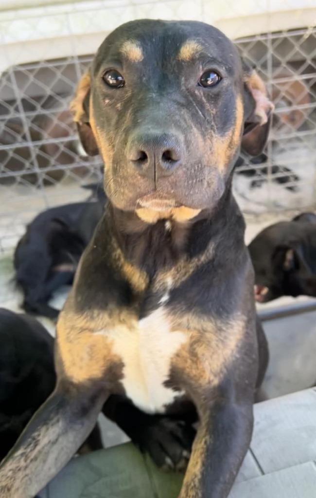 Enlarge Bobby, a Adoptable mixed breed in Waynesville, GA image 3/6