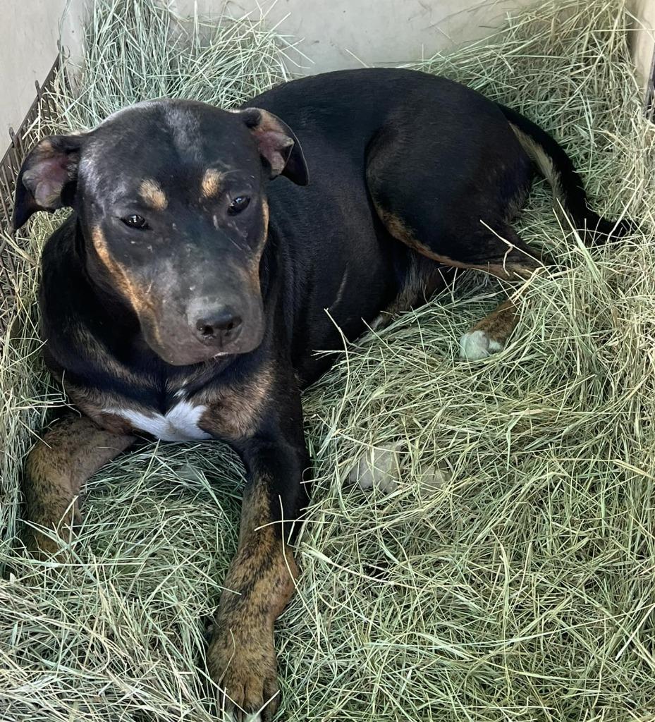 Enlarge Bobby, a Adoptable mixed breed in Waynesville, GA image 5/6