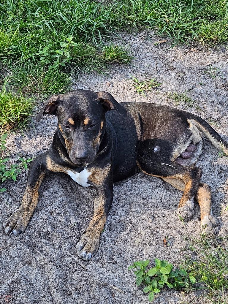 Enlarge Bobby, a Adoptable mixed breed in Waynesville, GA image 6/6