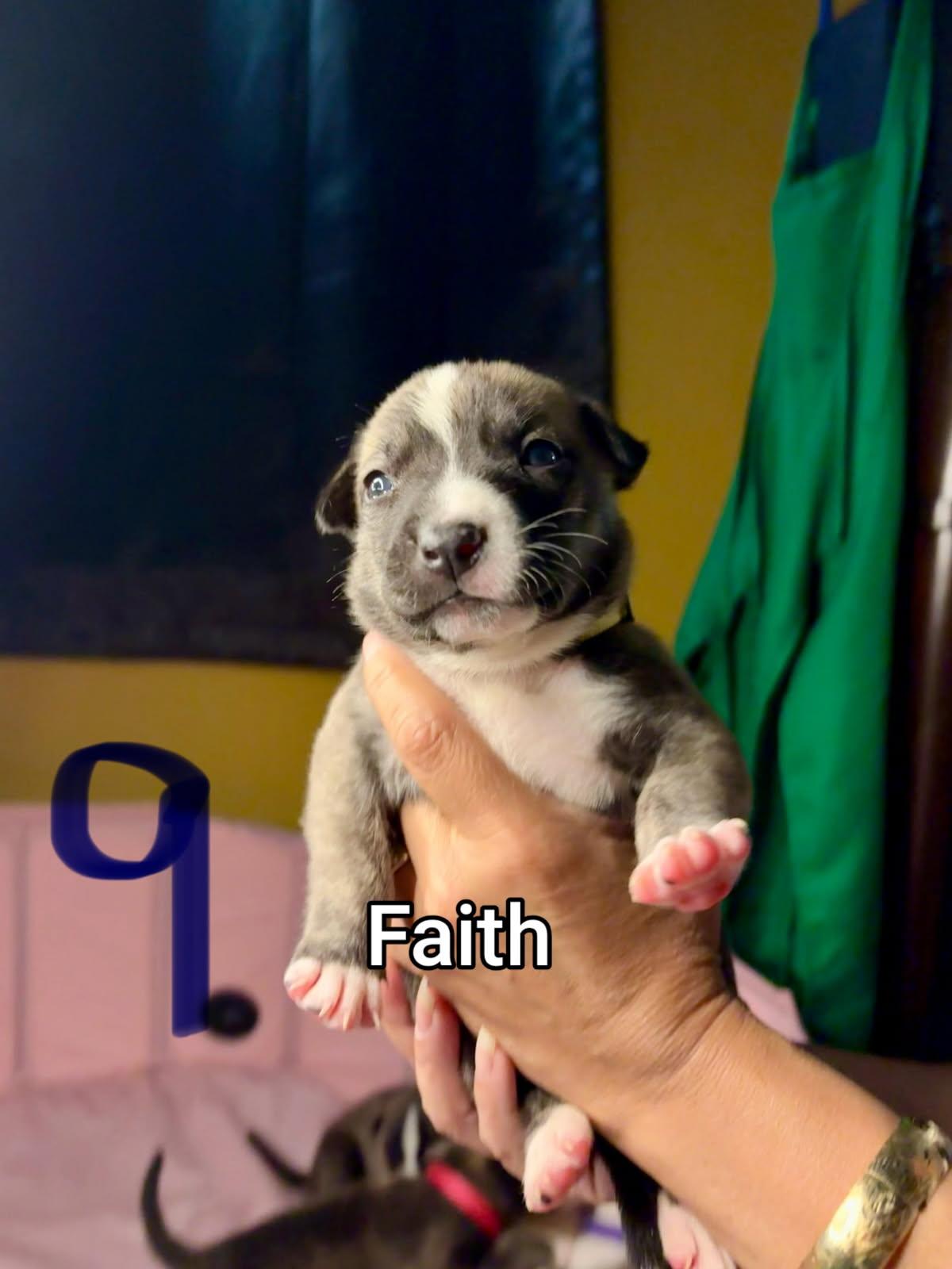 Enlarge Faith, an adopted mixed breed in Atascadero , CA image 2/2