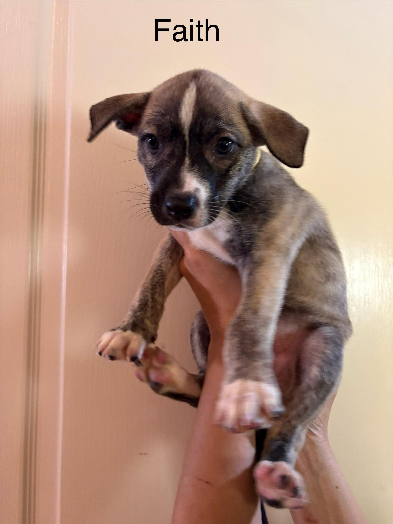 Faith, adopted, Puppy Female Shepherd.