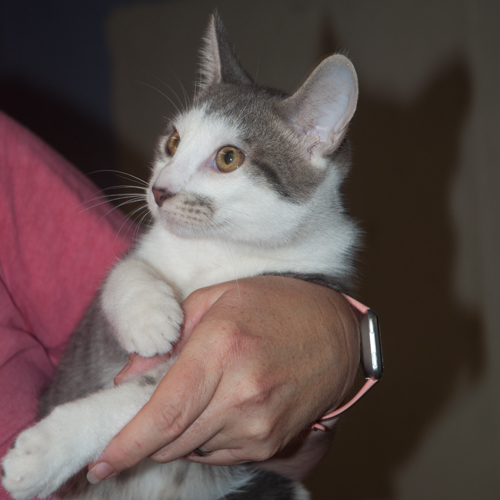 Enlarge Terry, a Adoptable Domestic Short Hair in New Martinsville, WV image 1/10