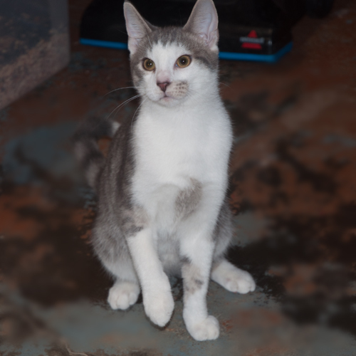 Enlarge Terry, a Adoptable Domestic Short Hair in New Martinsville, WV image 2/10