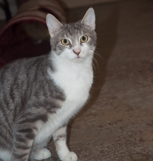 Enlarge Terry, a Adoptable Domestic Short Hair in New Martinsville, WV image 3/10