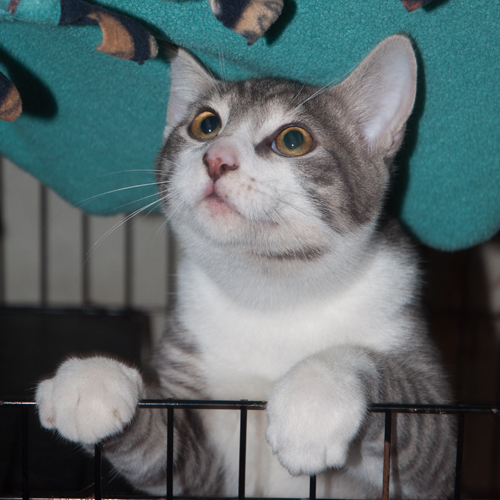 Enlarge Terry, a Adoptable Domestic Short Hair in New Martinsville, WV image 4/10