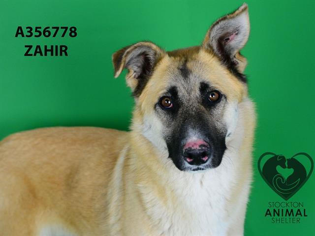 ZAHIR, Adoptable, Adult Male German Shepherd Dog & Mixed Breed.