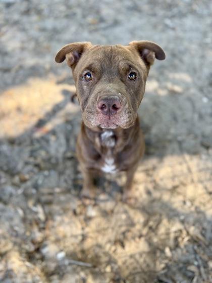 Sherman, Adoptable, Adult Male Terrier & Mixed Breed.