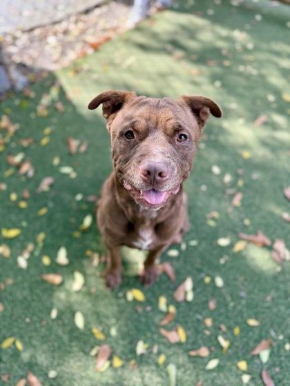 Sherman, Adoptable, Adult Male Terrier & Mixed Breed.