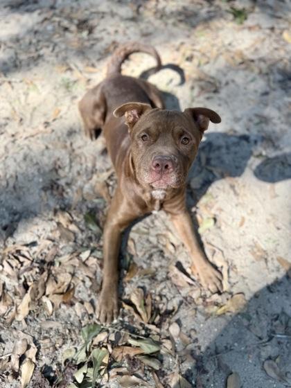 Enlarge Sherman, a Adoptable mixed breed in Picayune, MS image 2/3