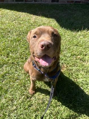 Enlarge Sherman, a Adoptable mixed breed in Picayune, MS image 3/3