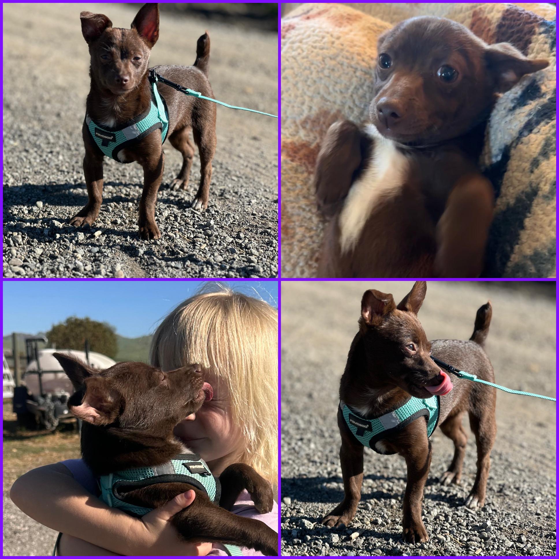 Enlarge Melinda, a ADOPTABLE Chihuahua in Hollister, CA image 1/1