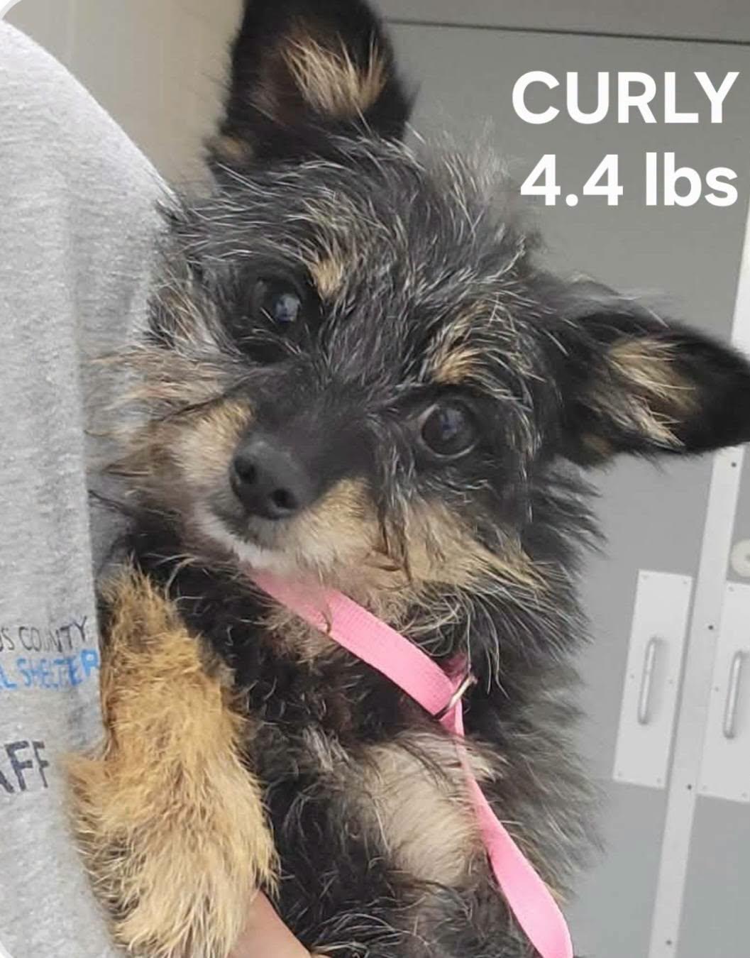 Curly, Adoptable, Young Male Yorkshire Terrier.