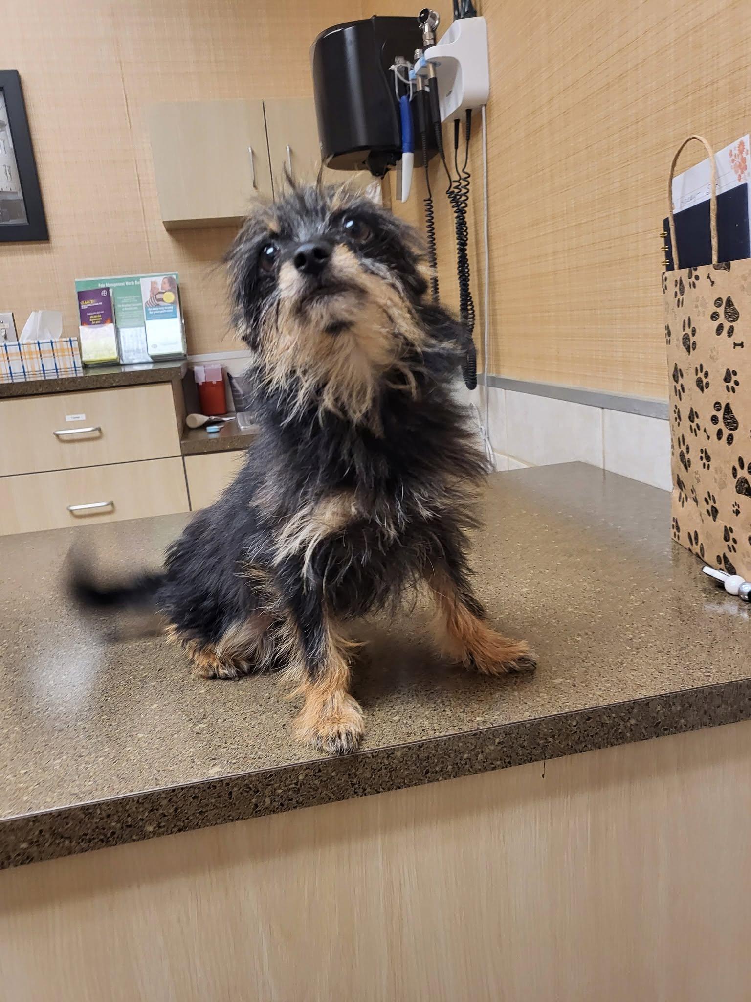 Enlarge Curly, a Adoptable mixed breed in Salisbury, NC image 2/3