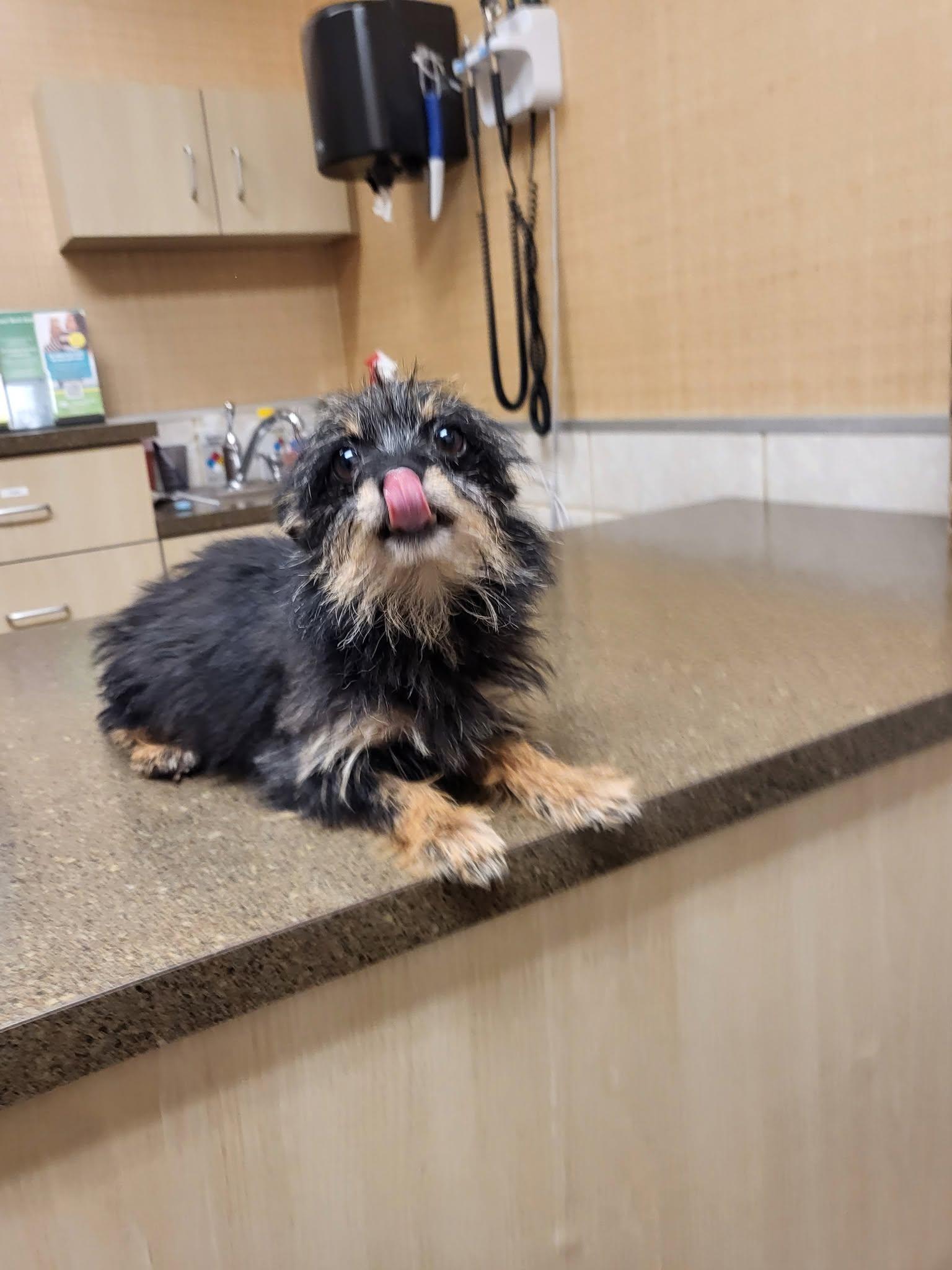 Enlarge Curly, a Adoptable mixed breed in Salisbury, NC image 3/3