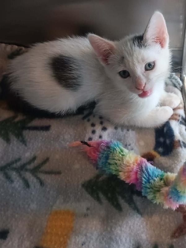 NARWHAL, Adoptable, Kitten Male Domestic Short Hair.